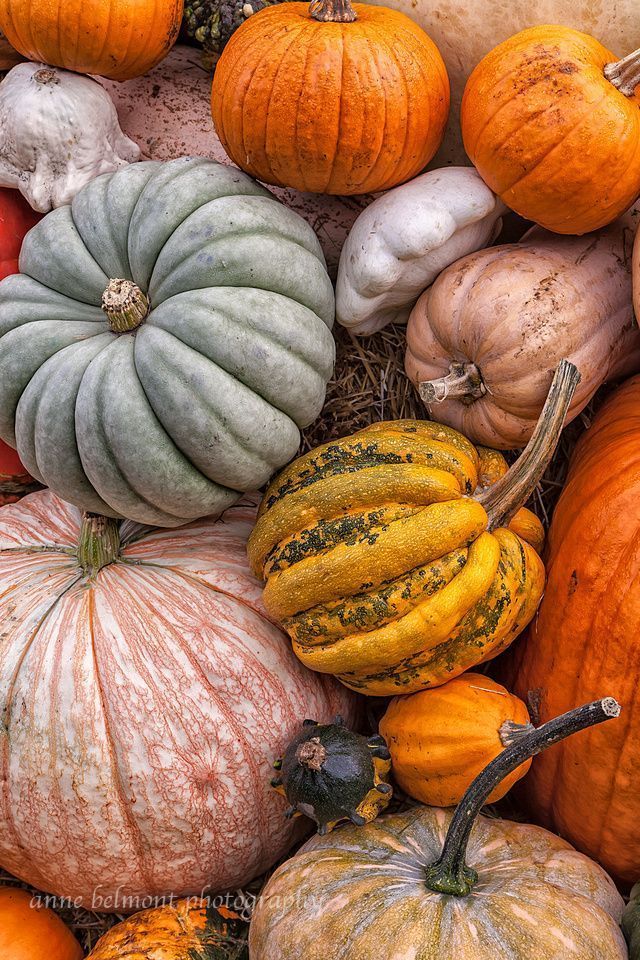 pumpkins and gourds are piled on top of each other