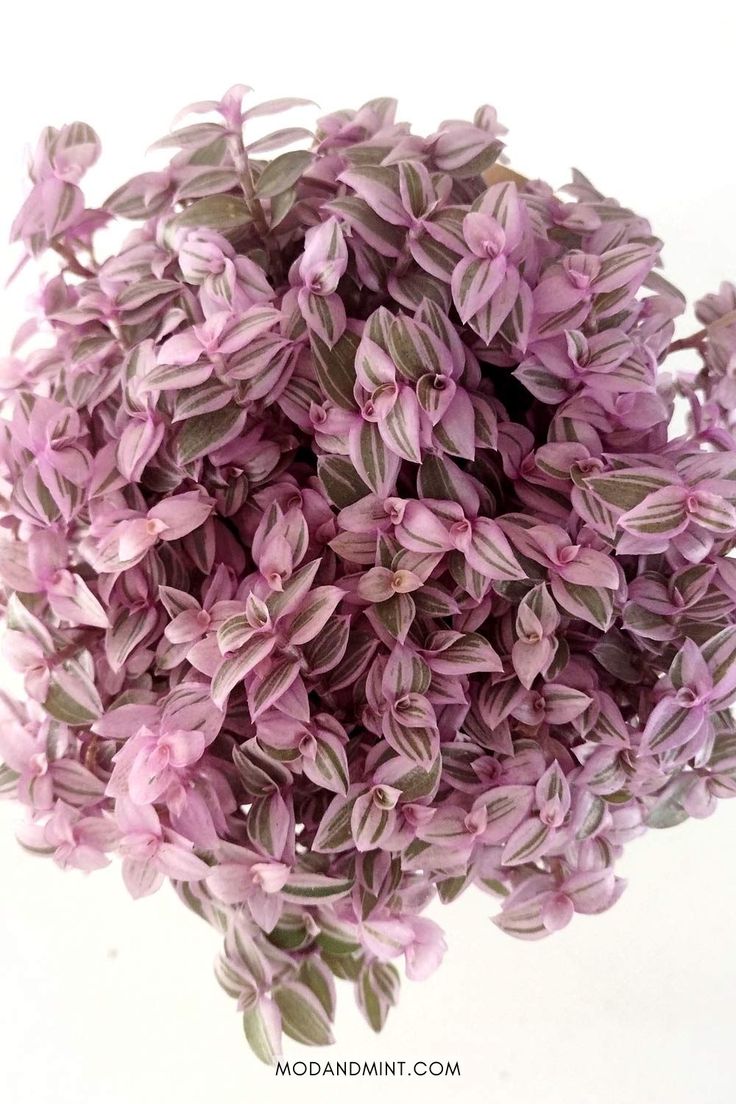 a bunch of purple flowers on a white background