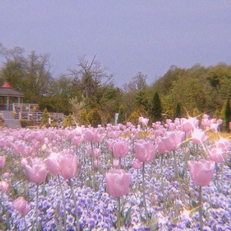 a field full of pink and purple flowers with trees in the background