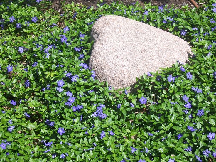 a rock sitting in the middle of some blue flowers