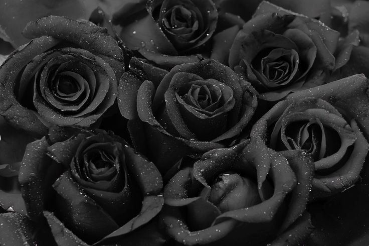 black and white photograph of roses with water droplets