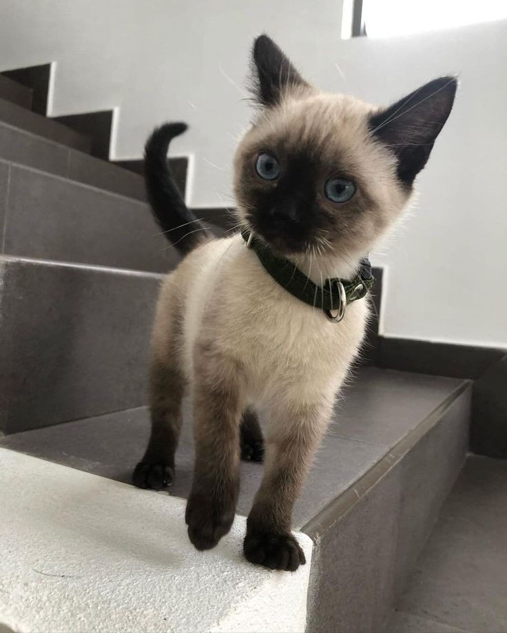 a siamese cat with blue eyes standing on the stairs looking up at the camera