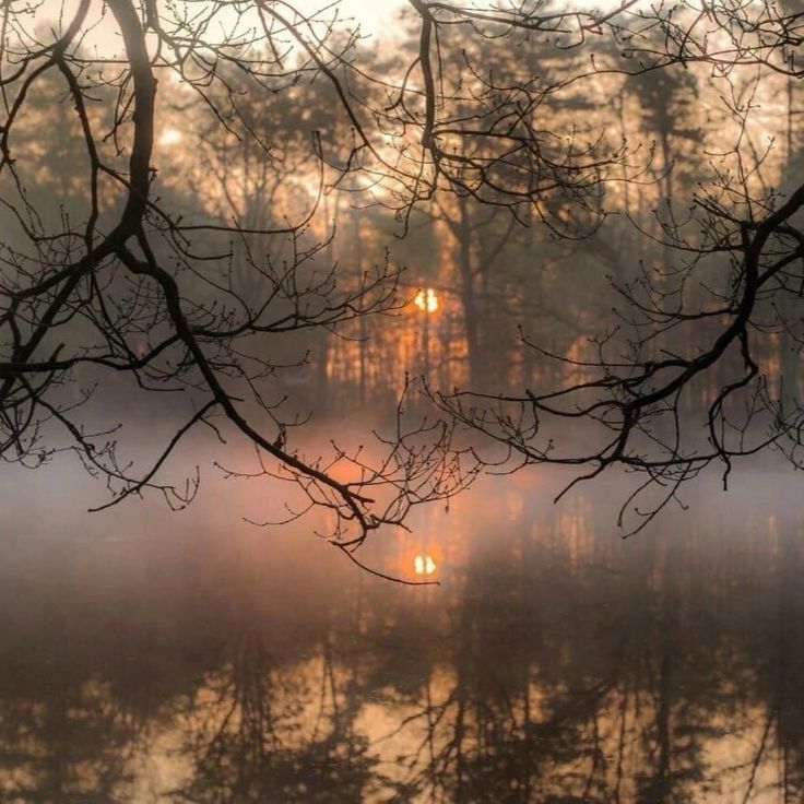 the sun shines through the foggy trees in front of a body of water