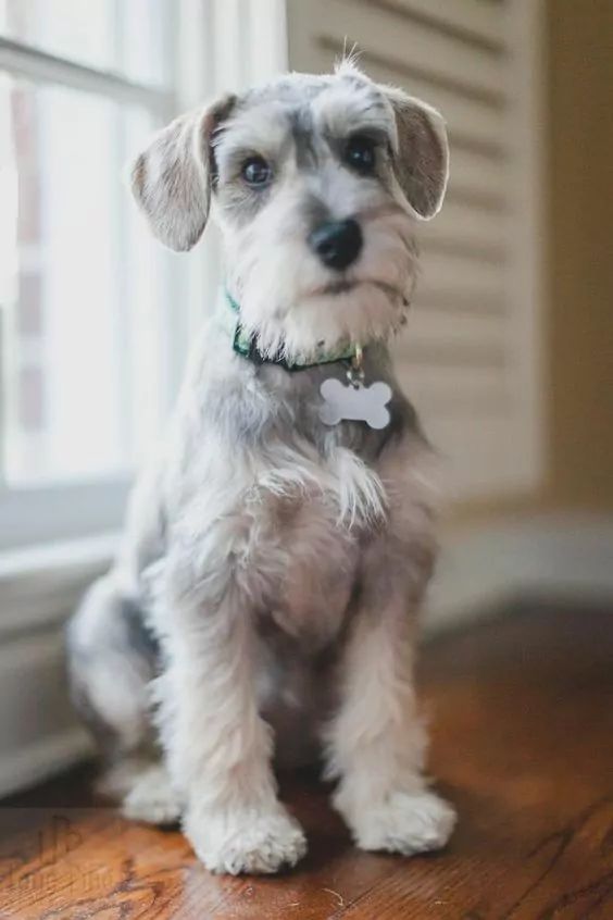 a small gray and white dog sitting on top of a wooden floor next to a window