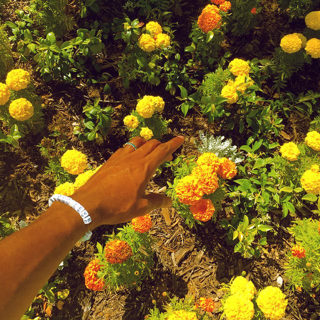 a hand reaching for flowers in the middle of a field with yellow and orange flowers