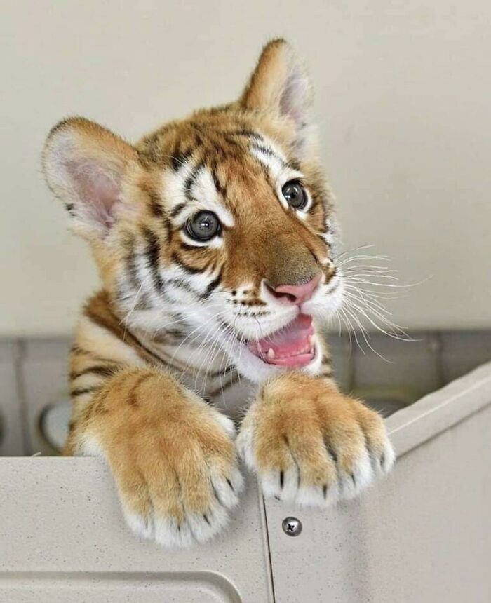 a small tiger cub sitting on top of a radiator in a room with white walls