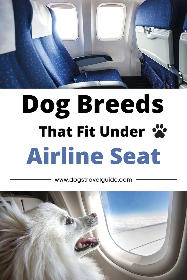 an airplane seat with the words dog breeds that fit under airline seat