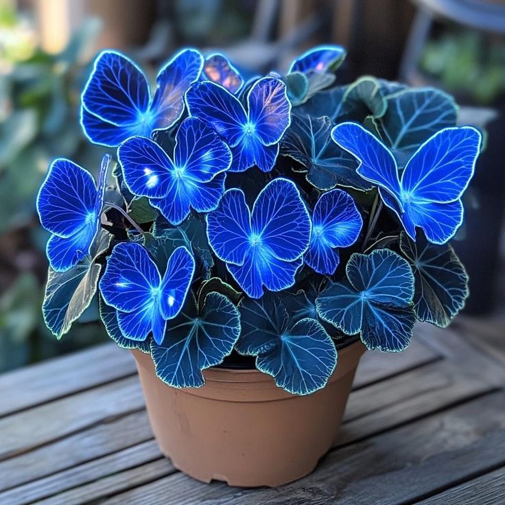 a potted plant with blue flowers sitting on a wooden table in front of some plants