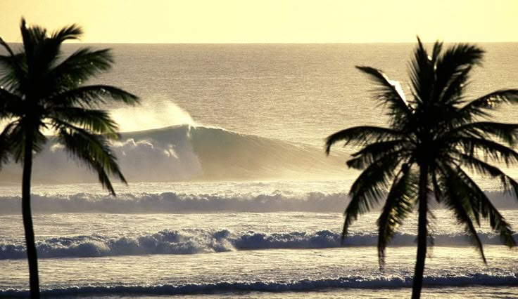 two palm trees in front of the ocean with a wave coming up behind them and a person surfing