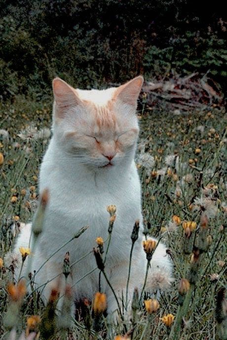 an orange and white cat is sitting in the grass with its eyes closed while looking at something