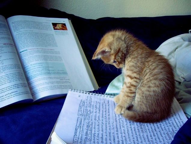 a cat sitting on top of an open book