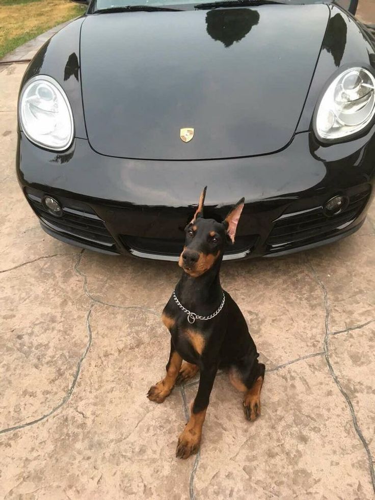 a black and brown dog sitting in front of a black car with its hood up