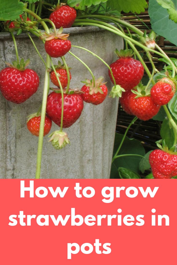 strawberries growing in pots with text overlay how to grow strawberries in pots