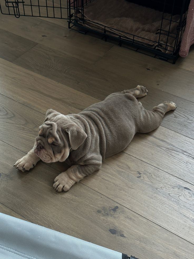 a dog laying on the floor next to a cage