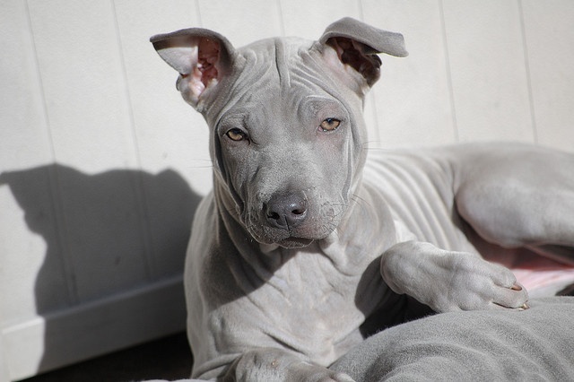 a hairless dog laying on top of a bed next to a white wall in the sun