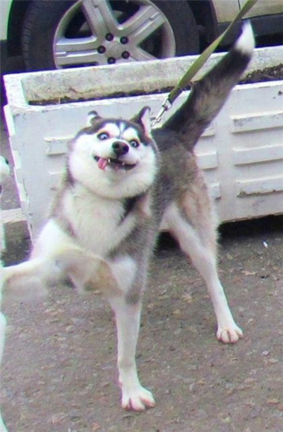 a husky dog standing on its hind legs