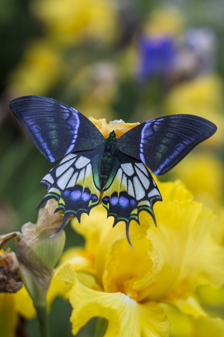 a blue and white butterfly sitting on top of a yellow flower with other flowers in the background