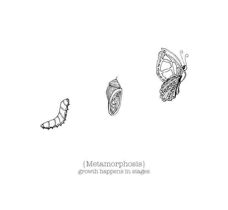 three butterflies with the caption metamorpism growth happens in stages below them