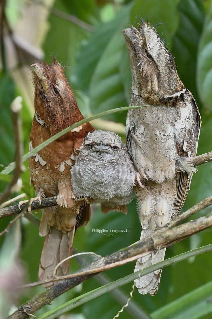 two small birds sitting on top of a tree branch