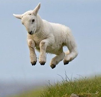 a white sheep is jumping in the air