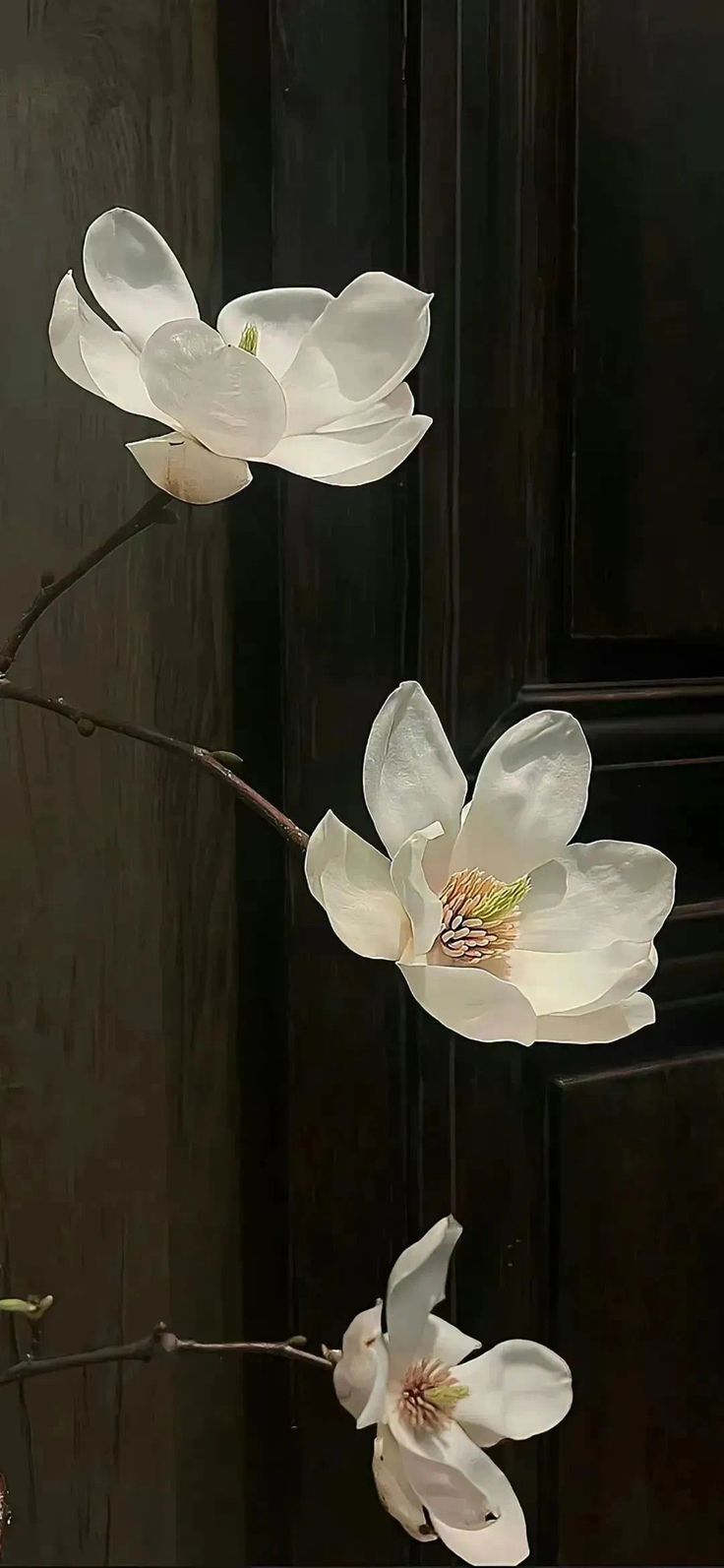 three white flowers are hanging from a twig in front of a black wooden door