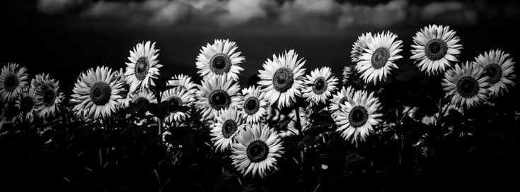 black and white photograph of sunflowers with clouds in the background