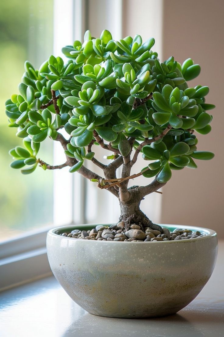 a bonsai tree in a white bowl on a window sill next to a window