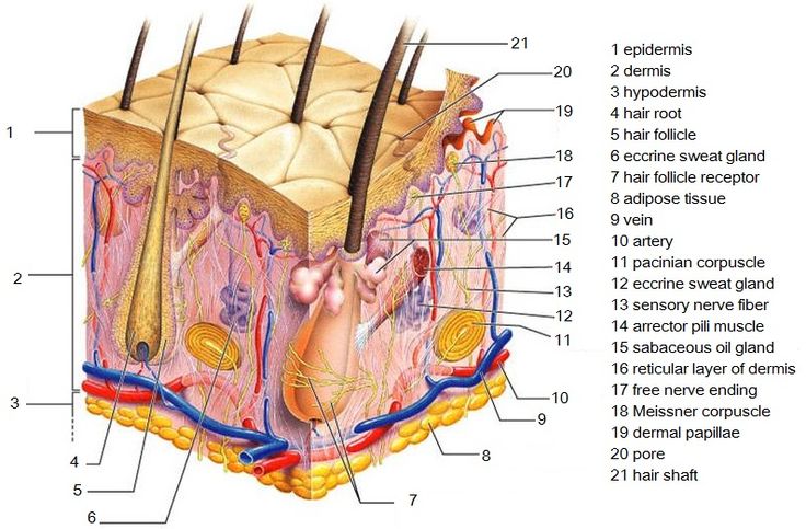 the structure of an animal's skin with all its parts labeled in english and spanish