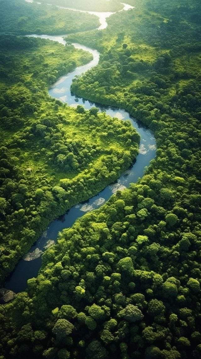 an aerial view of a river running through a lush green forest filled with trees and bushes