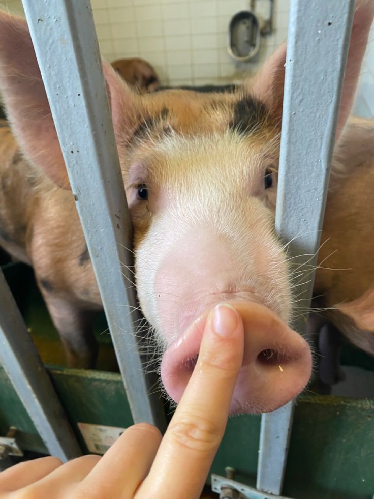 a pig sticking its nose through the bars of a cage