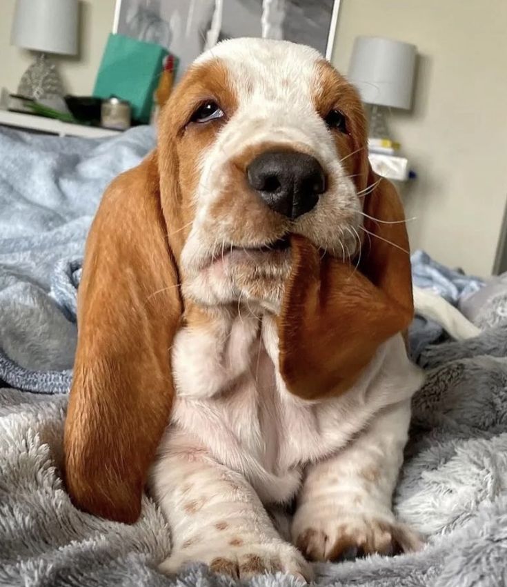 a brown and white dog laying on top of a bed