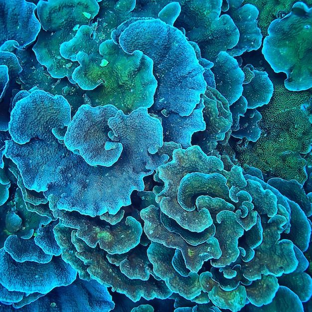 an image of some blue corals in the water