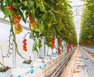 tomatoes are growing on the vine in an indoor greenhouse