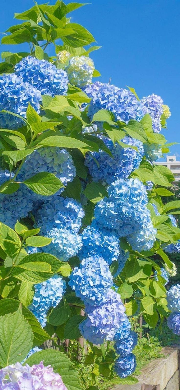 blue and purple flowers are growing in a garden