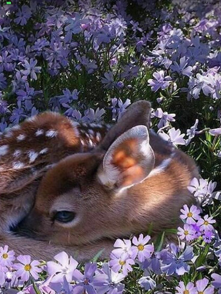 a baby deer laying in the middle of purple flowers with its head on it's back