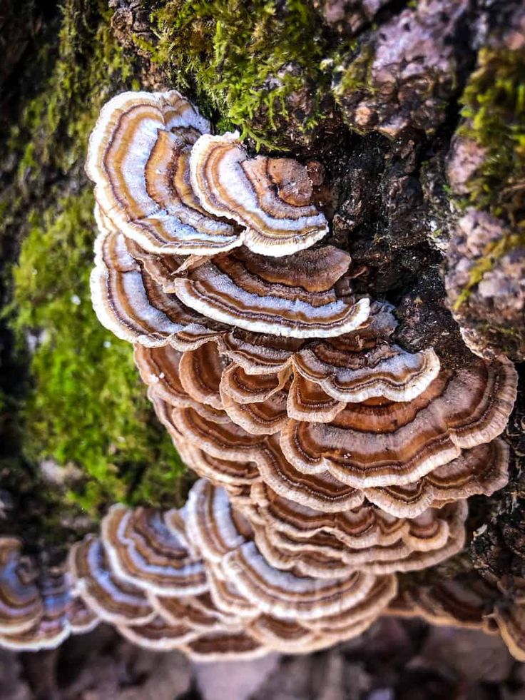 a cluster of mushrooms growing on the side of a tree