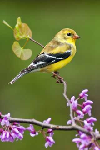 a small yellow bird perched on top of a purple flower branch in front of a green background