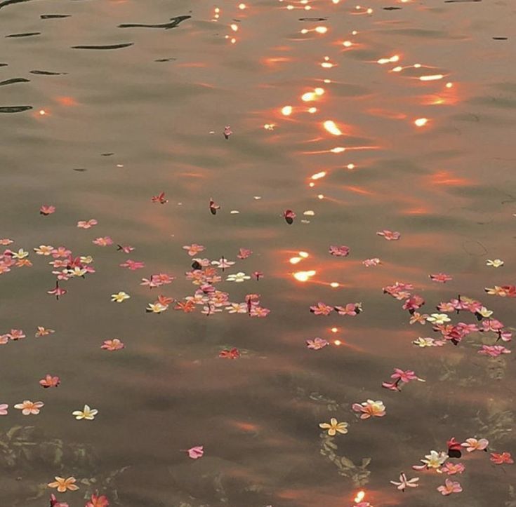 flowers floating on the water at sunset