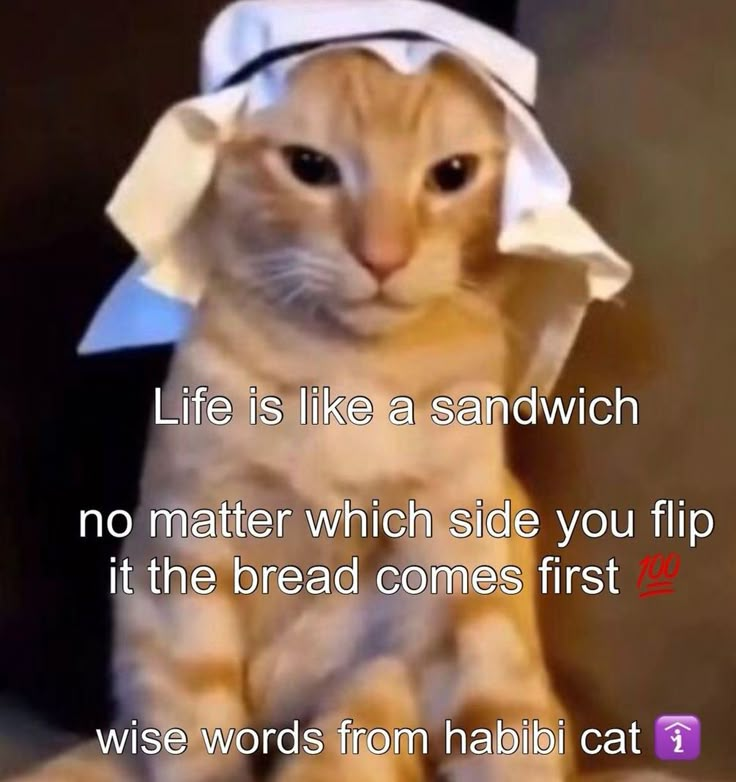 an orange cat with a white hat on it's head and the caption life is like a sandwich no matter which side you flip it at the bread comes first