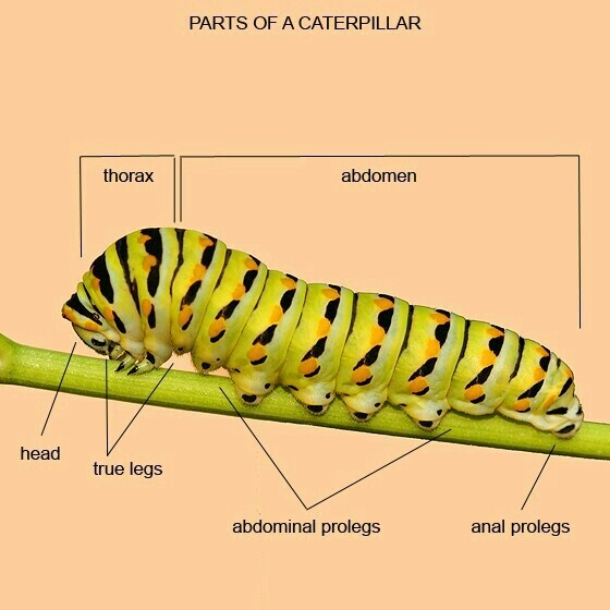 parts of a caterpillar Caterpillar Preschool, Silkworm Moth, College Job, Damselflies, Butterfly Life Cycle, Diagram Design, Hungry Caterpillar, Nature Study, Science Classroom