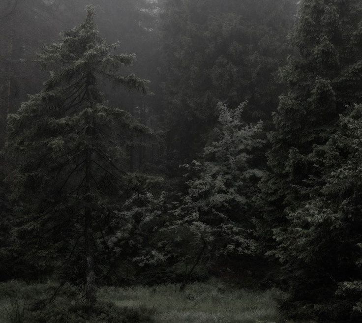 a forest filled with lots of trees covered in foggy weather and raindrops