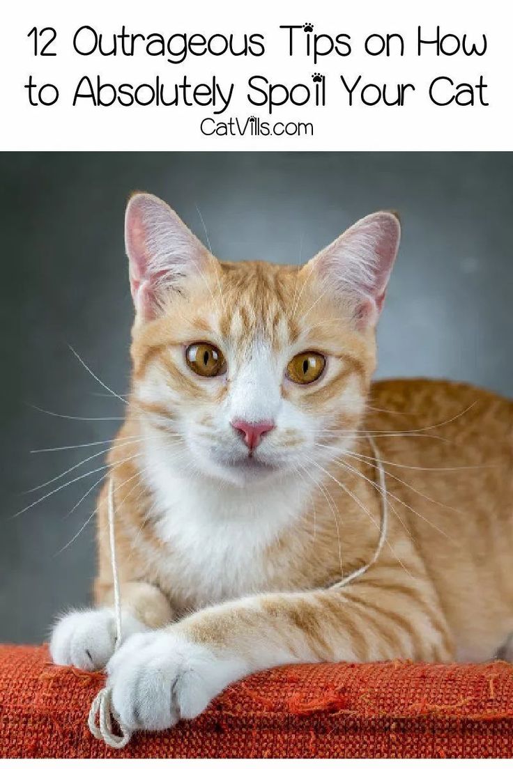 an orange and white cat laying on top of a red couch with the caption, 12 courageous tips how to absolutely spot your cat