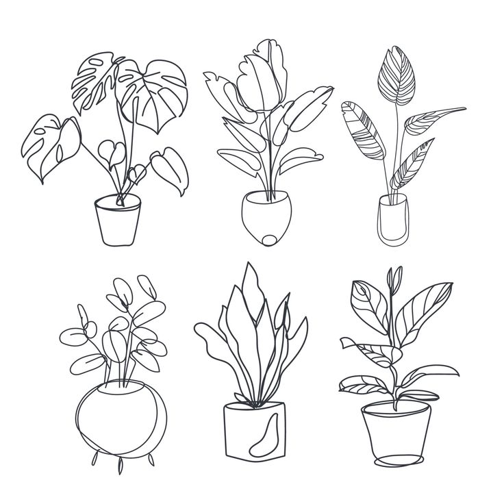 four potted plants are shown in black and white, with one plant on the left side