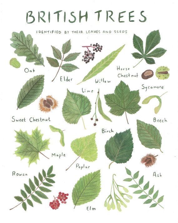 the british trees with their leaves and seeds are shown in this hand - drawn illustration