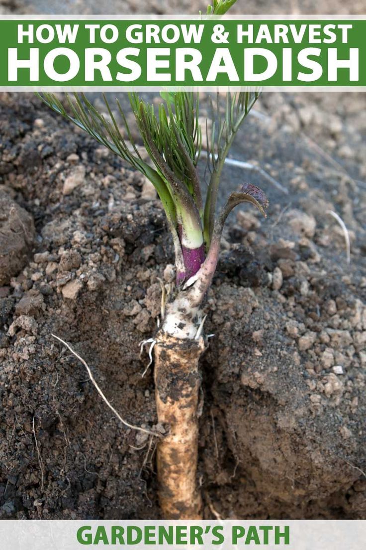 the cover of how to grow and harvest horseradish by gardener's path