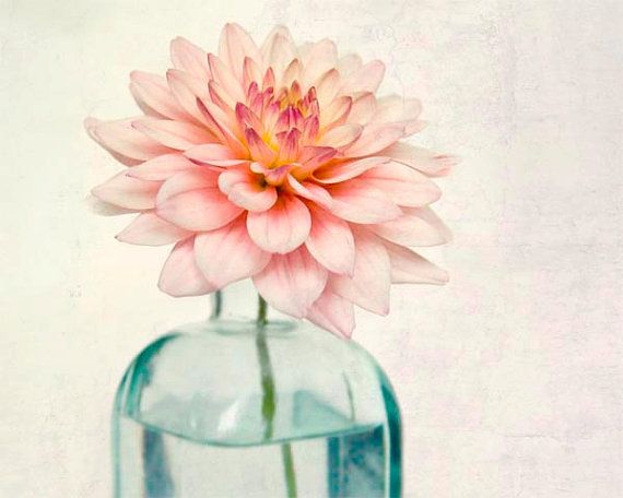 a pink flower is in a glass vase