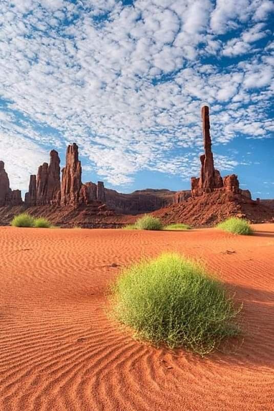 the desert is covered in red sand and green plants