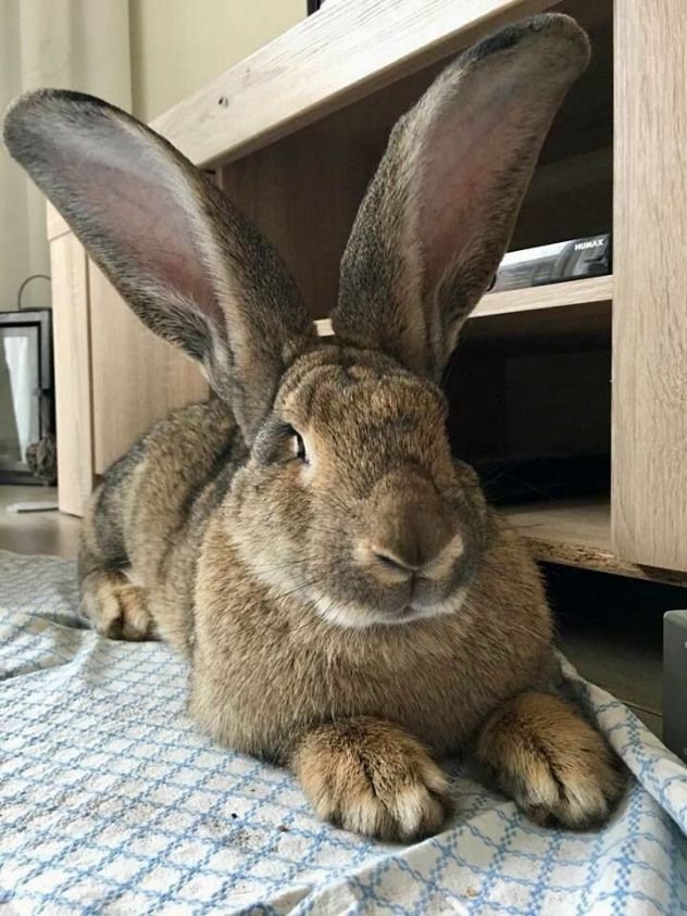 a brown rabbit sitting on top of a bed next to a wooden cabinet and tv