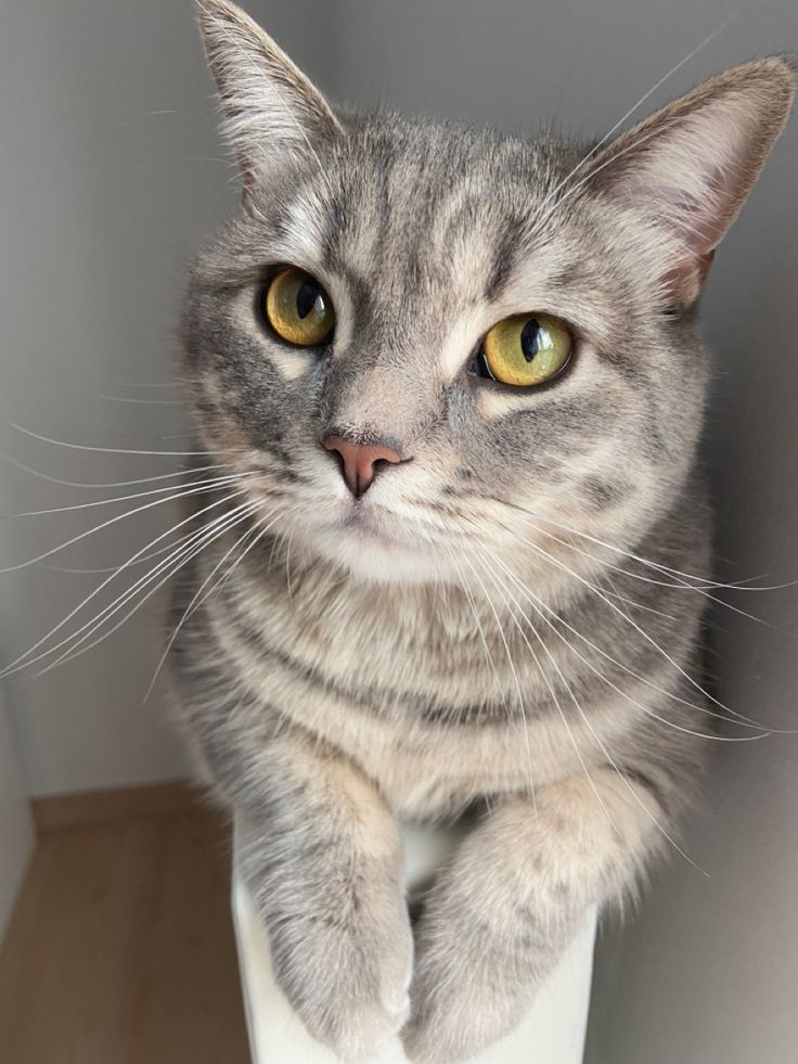 a gray cat sitting on top of a white toilet paper dispenser in a bathroom