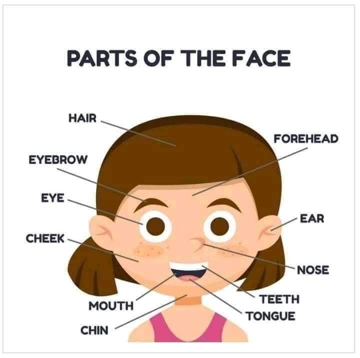 parts of the face for kids